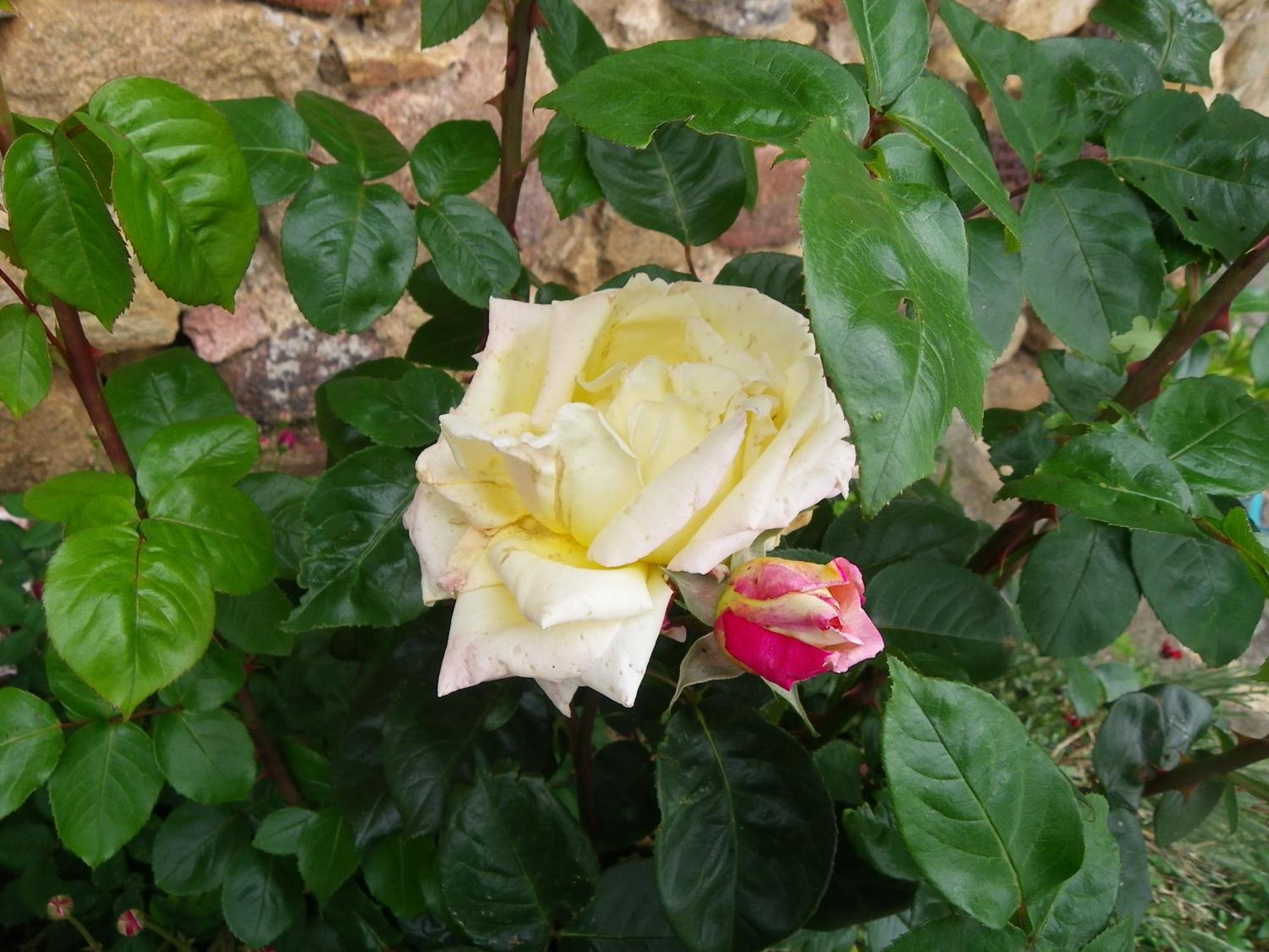 Bed and Breakfast le Donjon de la Reine Margot Beaumont  Exterior foto